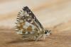 Pyrgus sp.
